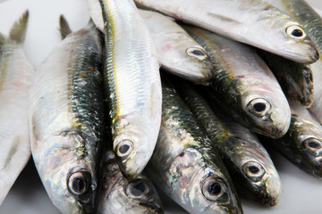 Fresh Sardines