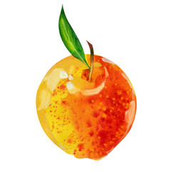 watercolor apple