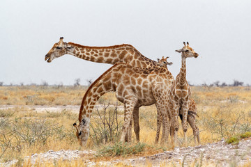 adult female giraffe with calf grazzing