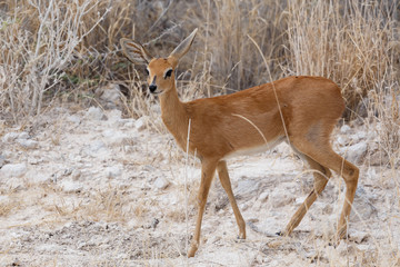 Steenbok, Etosha National Park, Namibia
