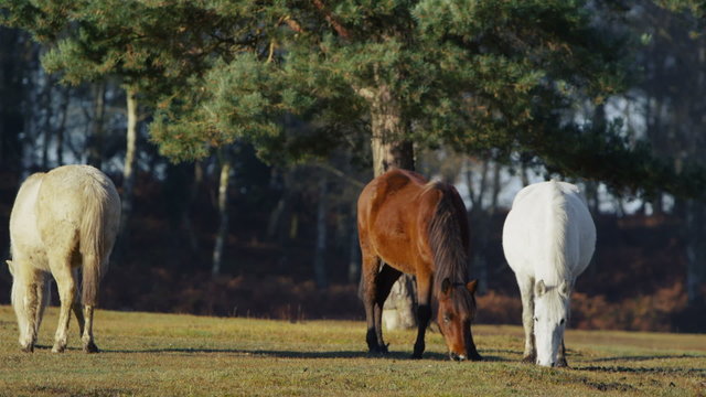 Wild ponies grazing in a forest in the sunshine