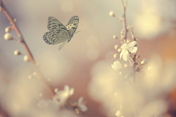 Pastel colored photo of butterfly and spring flowers