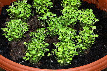 Young marjoram in a brown pot