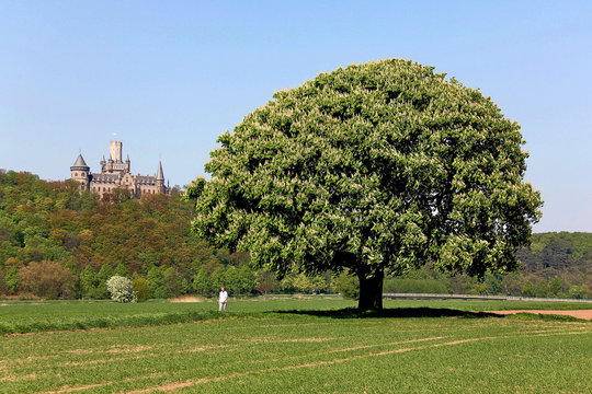 MarienburgErnstAugustKastanienbaum