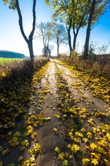 Naklejka premium Autumnal rural landscape