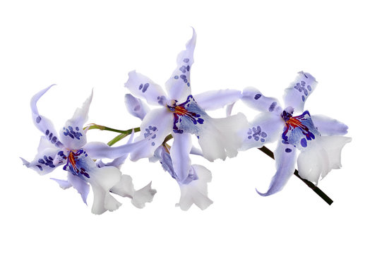 Fototapeta white orchid flowers with dark blue centers and spots