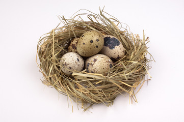 Naklejka na ściany i meble Nest with quail eggs isolated on the background