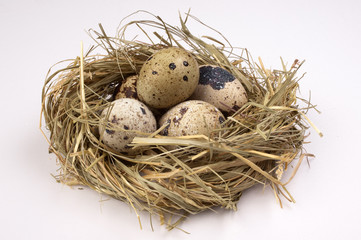 Naklejka na ściany i meble quail eggs in nest isolated on the white background