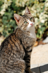 Obraz premium The cat