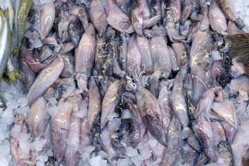 squid on display in fish shop