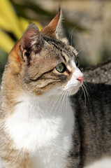 Obraz premium The cat