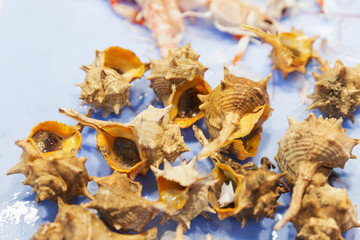 Seafood variety - Bolinus brandaris shell