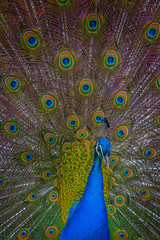 Obraz premium peacock with feathers out