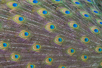 Obraz premium peacock feather