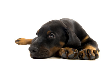 Puppy of doberman pincher