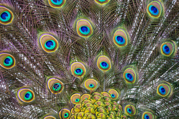 Obraz premium peacock feather
