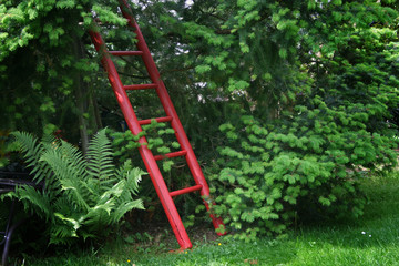 Fototapeta premium Rote Leiter in einem Garten