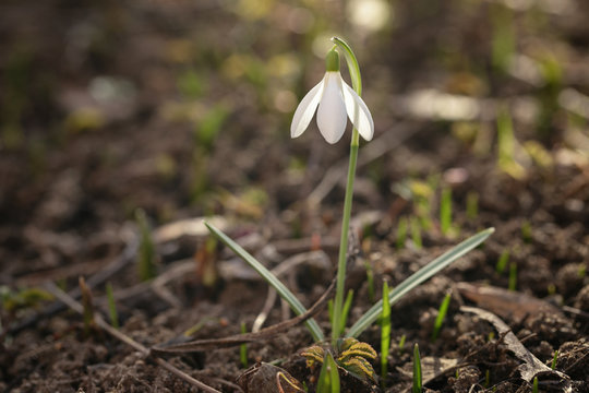 single snowdrop flower close up photo with very shallow focus