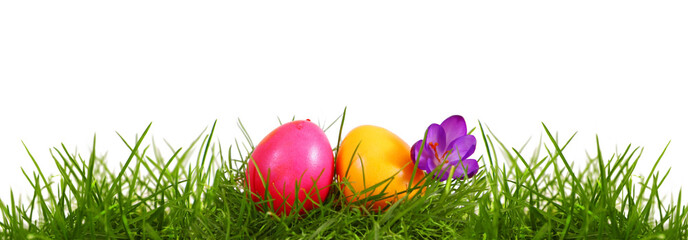 Colorful easter eggs and purple crocus.