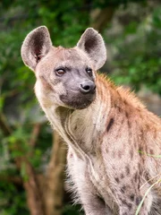 Tuinposter Hyena © chat9780