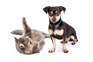 Dog Annoyed With Playful Cat