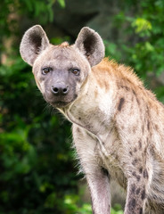 Obraz premium Hyena