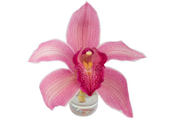 Fototapeta na wymiar Orchid glass bottle isolated on white background