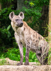 Obraz premium Hyena
