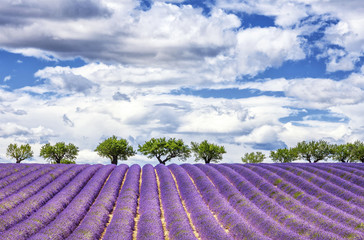 View of lavender field