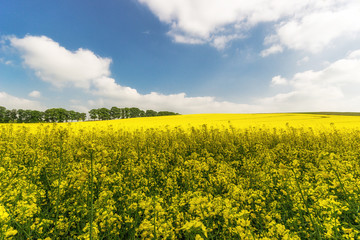 Obraz premium Rapsfeld mit blauen Himmel und Wolken