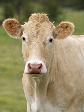 vache blonde d'Aquitaine dans le pr&eacute; en gros plan