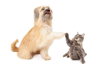 Big Dog and Little Cat High Five