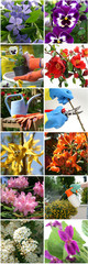 Spring in the garden - colorful collage - obrazy, fototapety, plakaty