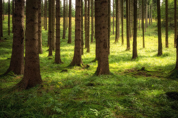 Obraz premium Waldboden - Sonnenlicht - Natur