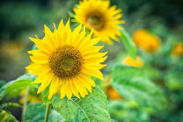 Sonnenblume im Garten