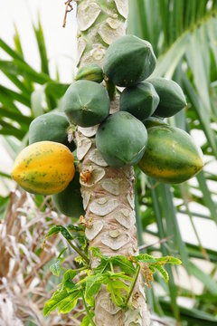 Papayabaum im Garten