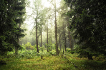 Fototapeta premium Nach dem Regen im Wald