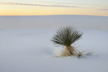 Yucca Plant at Sunrise on White Sand Dune