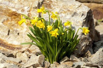 Narzisse; tete a tete; Narcissus; Osterglocke;