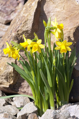 Narzisse  tete a tete  Narcissus  Osterglocke  © Ruckszio