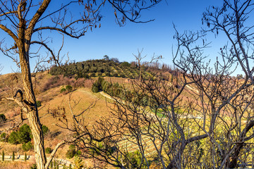 Branches on cultivated hills