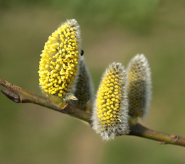 Obraz premium Weidenkaetzchen; Erdhummel; Bombus; terrestris;