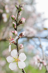 Almond branch in bloom.