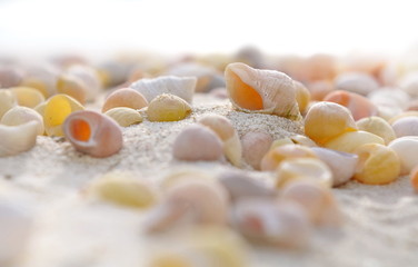 Fototapeta na wymiar coquillages dans le sable