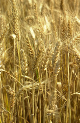 Fototapeta premium blé