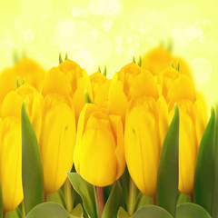 yellow tulips isolated on white background soft selective focus