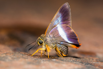 Orange-tailed Awl butterfly