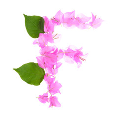 Obraz na płótnie Canvas Bougainvillea flowers alphabet isolated on white background