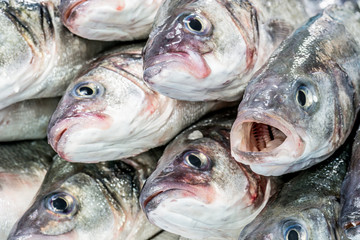 Fresh fish at a fish shop