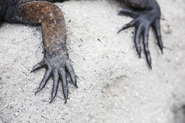 Claw iguana